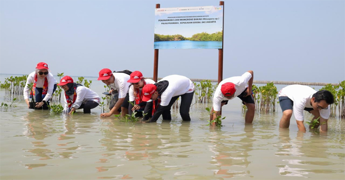 Tanam Pohon Mangrove